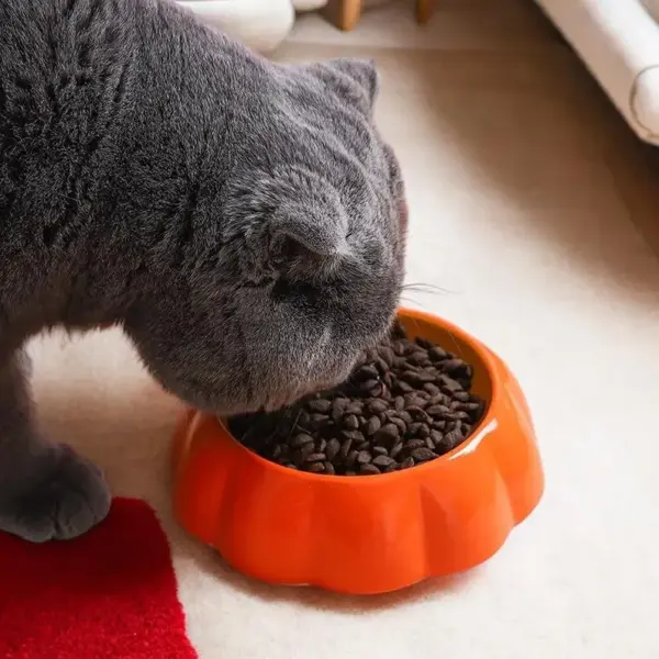 Ceramic Juicy Orange Fruit Bowl for Pets | Anti-Spill Small Pet Food Dish | Cute Fruit-Shaped Pet Supplies - Image 2